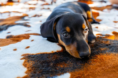 Close-up of dog