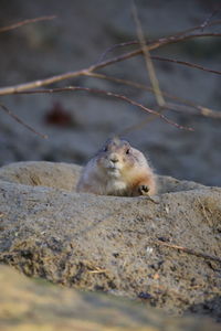 Close-up of marmot in hole