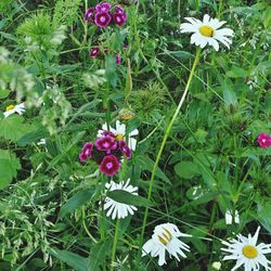 Close-up of flowers blooming in field