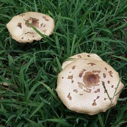 High angle view of eggs on grass