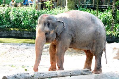 Side view of elephant in zoo