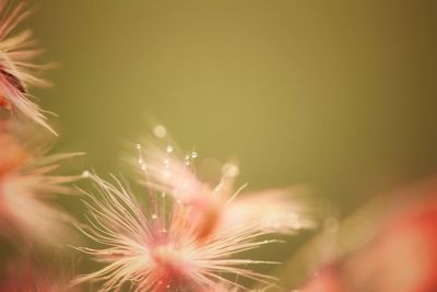 Close-up of dandelion against blurred background