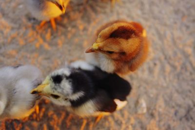 Close-up of a chicken