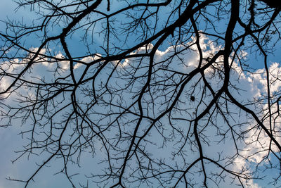 Low angle view of bare tree against sky