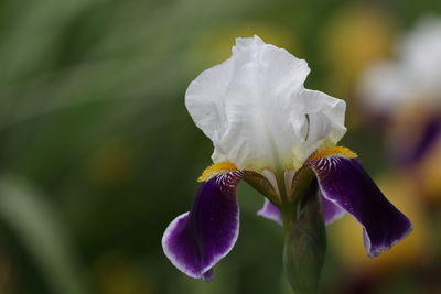 Close-up of purple flowering plant