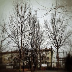 Bare trees in front of buildings