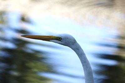 Close-up of a bird