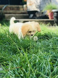 View of a dog on field