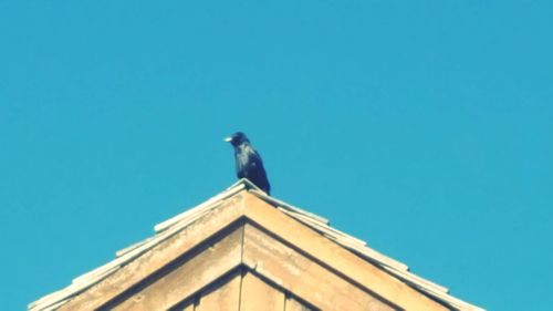 Low angle view of bird perching on roof