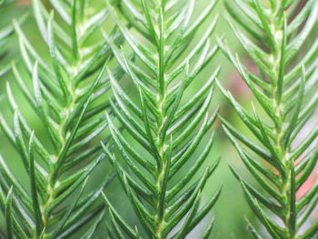 Close-up of fresh green leaves