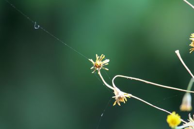 Close-up of plant against blurred background