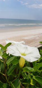 Close-up of flowering plant by sea against sky