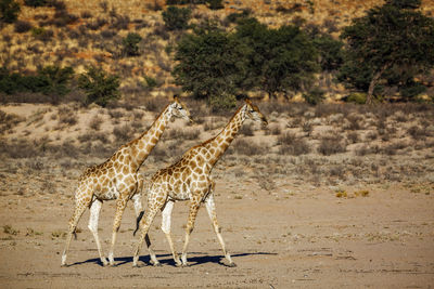 Giraffes on sand at desert