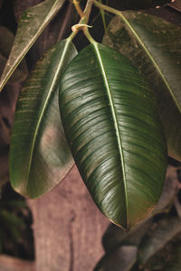 Close-up of green leaves