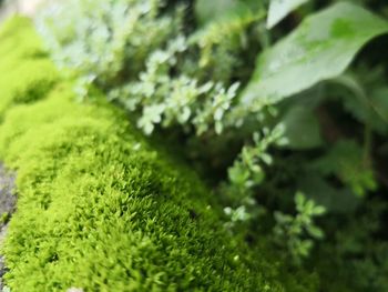 Close-up of moss growing on tree