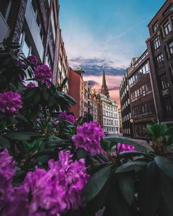 Purple flowering plants by buildings against sky