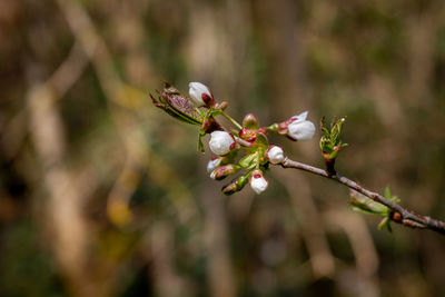 Close-up of red flowering plant