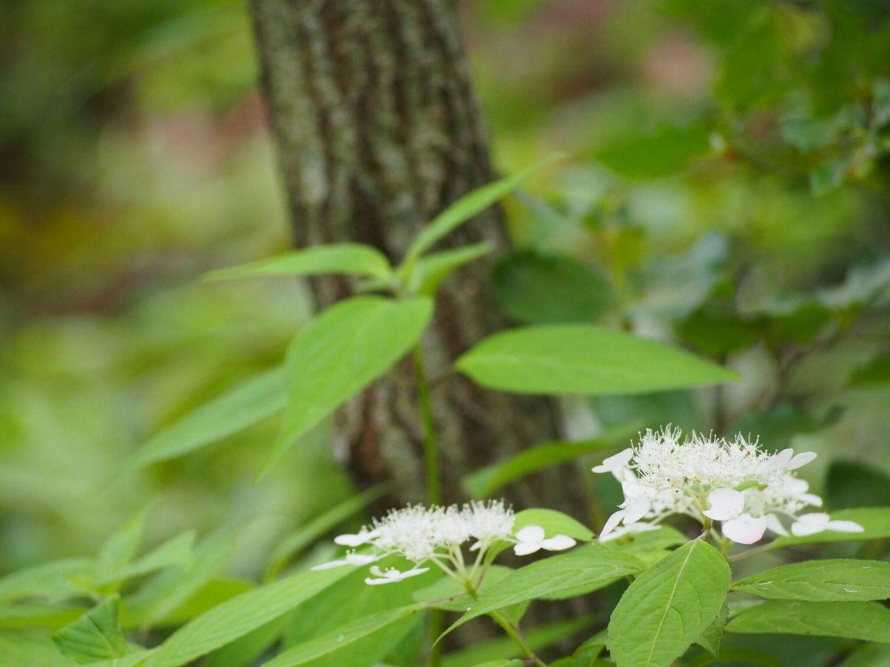 growth, flower, focus on foreground, freshness, fragility, plant, beauty in nature, nature, close-up, white color, leaf, green color, petal, blooming, stem, flower head, selective focus, botany, outdoors, day