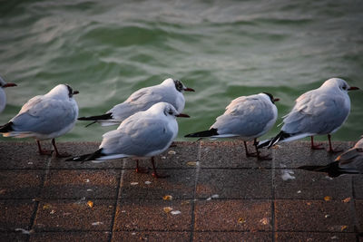 Seagulls perching on a sea