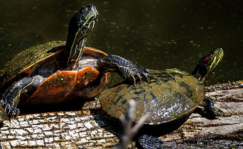 Close-up of turtle swimming in water