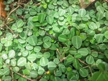 Full frame shot of leaves