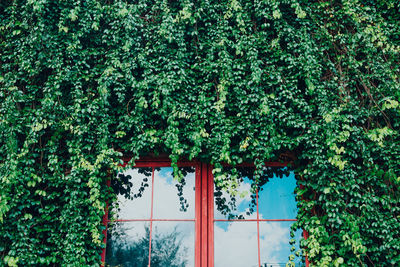 Low angle view of ivy growing on tree against building