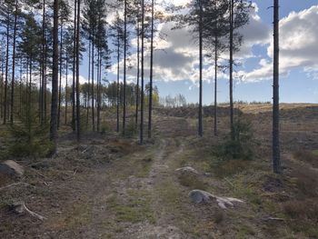 Scenic view of trees growing on field against sky