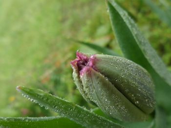 Close-up of leaves on plant