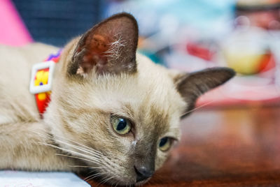 Close-up portrait of a cat