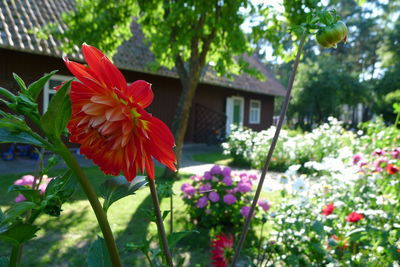 Close-up of flowers blooming outdoors