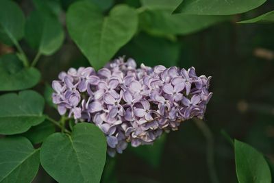 Close-up of purple flowering plant