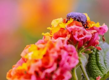 Close-up of honey bee on pink flower