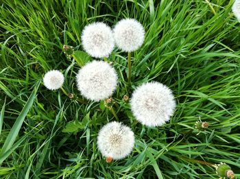 Close-up of dandelion growing in field