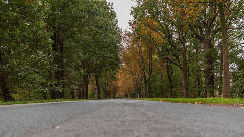 Empty road amidst trees in forest