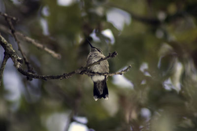 Close-up of bird perching on branch