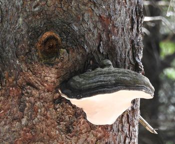 Close-up of bark on tree trunk