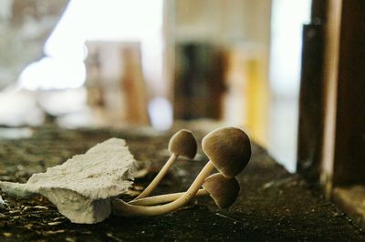 Mushroom growing on floor of abandoned house