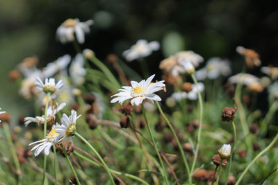 Close-up of white flowering plants