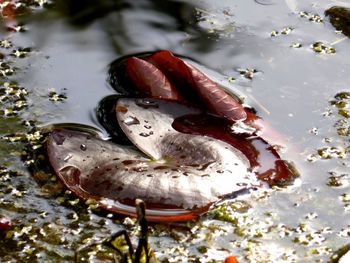 High angle view of turtle in water