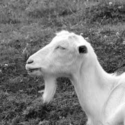 Close-up of horse on field