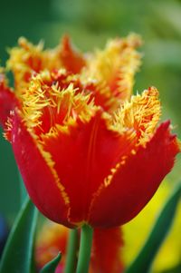 Close-up of orange flower