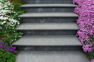 Staircase by purple steps