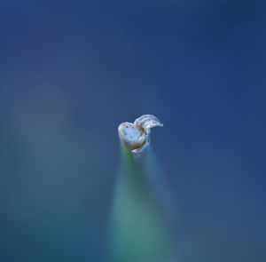 Close-up of fly on mushroom against blue sky