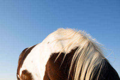 Close-up of horse against clear sky