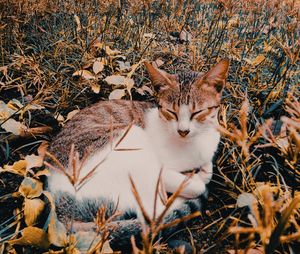 Cat lying on dry leaves on field
