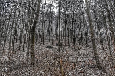 Bare trees in forest during winter