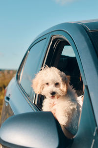 A happy french poodle mini puppy dog looking out of a car window with the tongue out