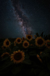 Sunflowers are sunny, even at night.