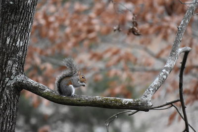 Close-up of bird perching on tree