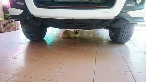 Low section of dog sitting in car